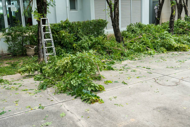 Best Large Tree Removal  in USA